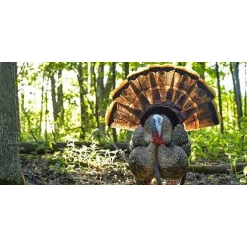 AvianX HDR Strutter Turkey Decoy