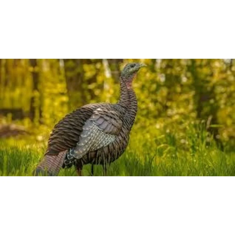 AvianX HDR Feeding Hen Turkey Decoy