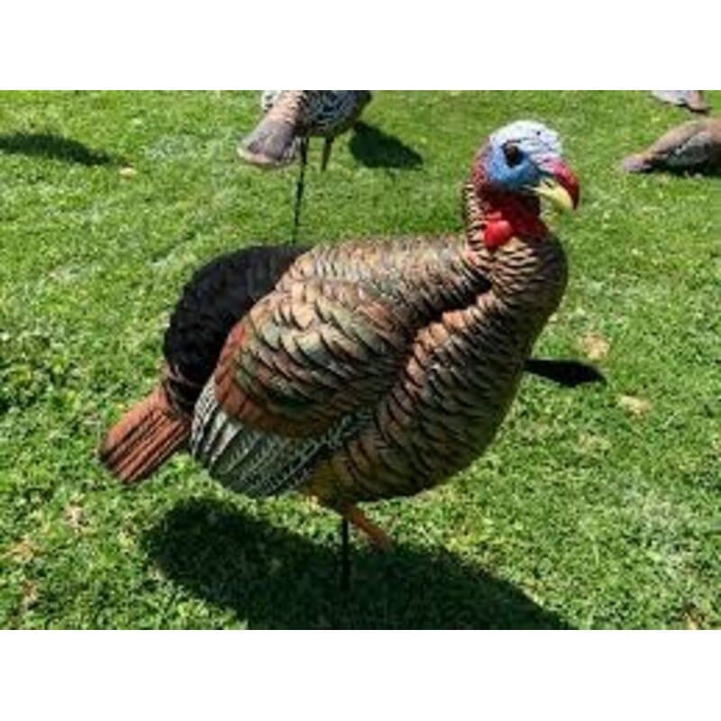 AvianX HDR Jake Turkey Decoy