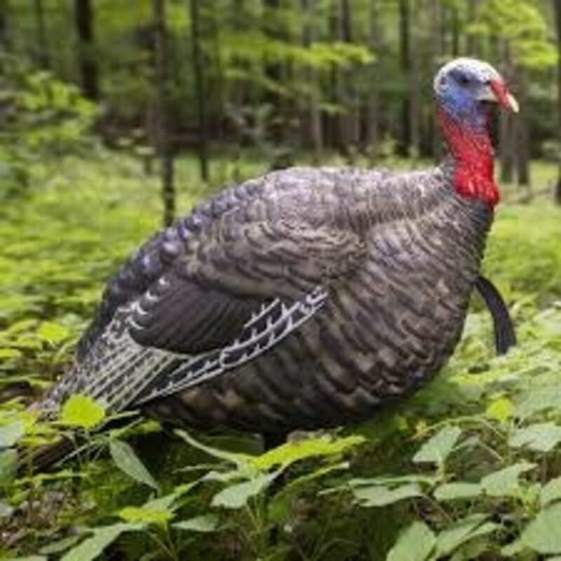AvianX LCD Jake Quarter Strut Turkey Decoy