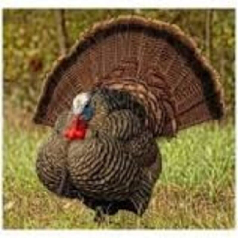 AvianX LCD Strutter Turkey Decoy