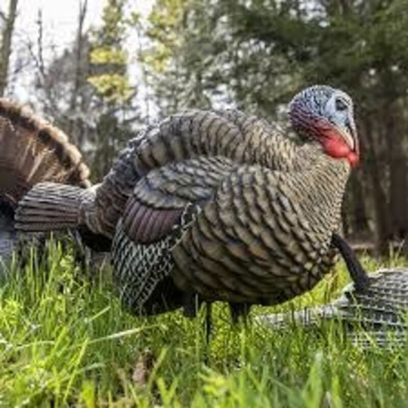 AvianX  LCD 1/2 Strut Jake Turkey Decoy