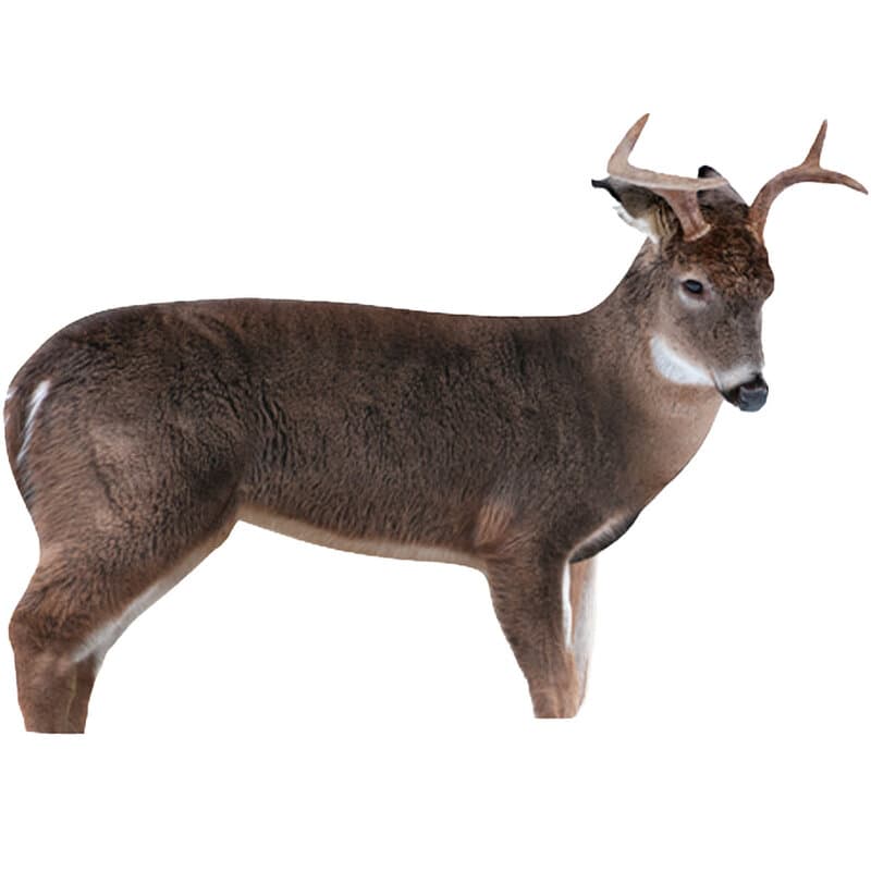 Montana Decoy Freshman Buck