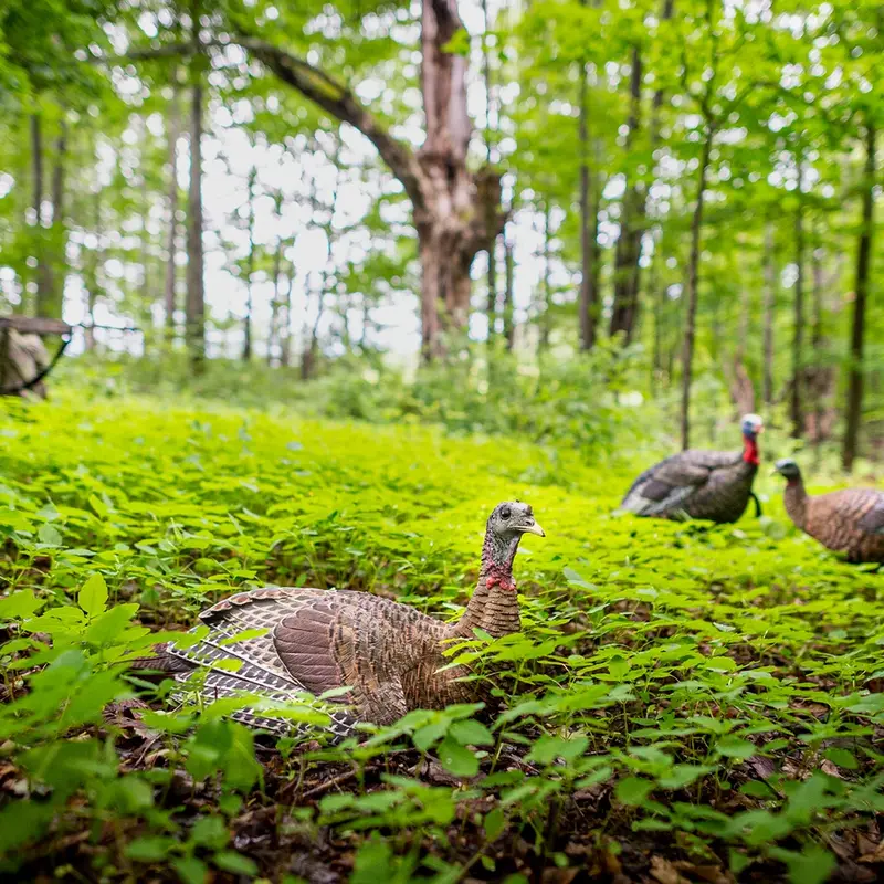 AvianX LCD Laydown Hen  Turkey Decoy