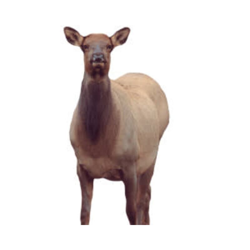 Montana Eichler Elk Decoy